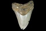 Fossil Megalodon Tooth - North Carolina #129967-1